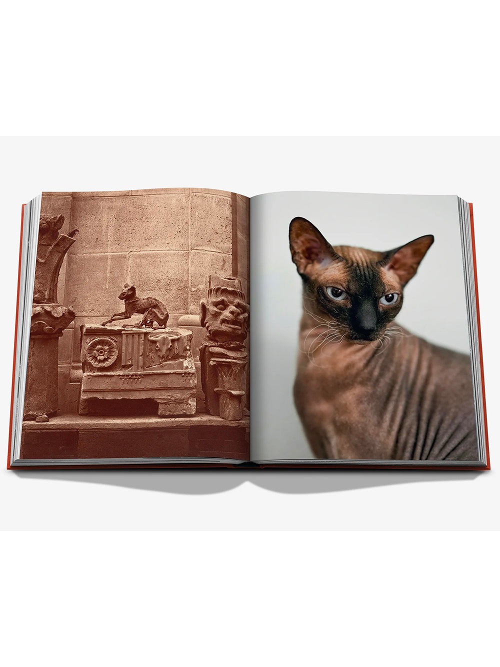 ASSOULINE-CHIC CATS-9781649806871 THE CLASSICS COLLECTION