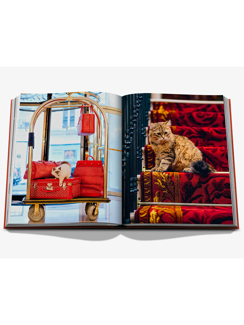 ASSOULINE-CHIC CATS-9781649806871 THE CLASSICS COLLECTION