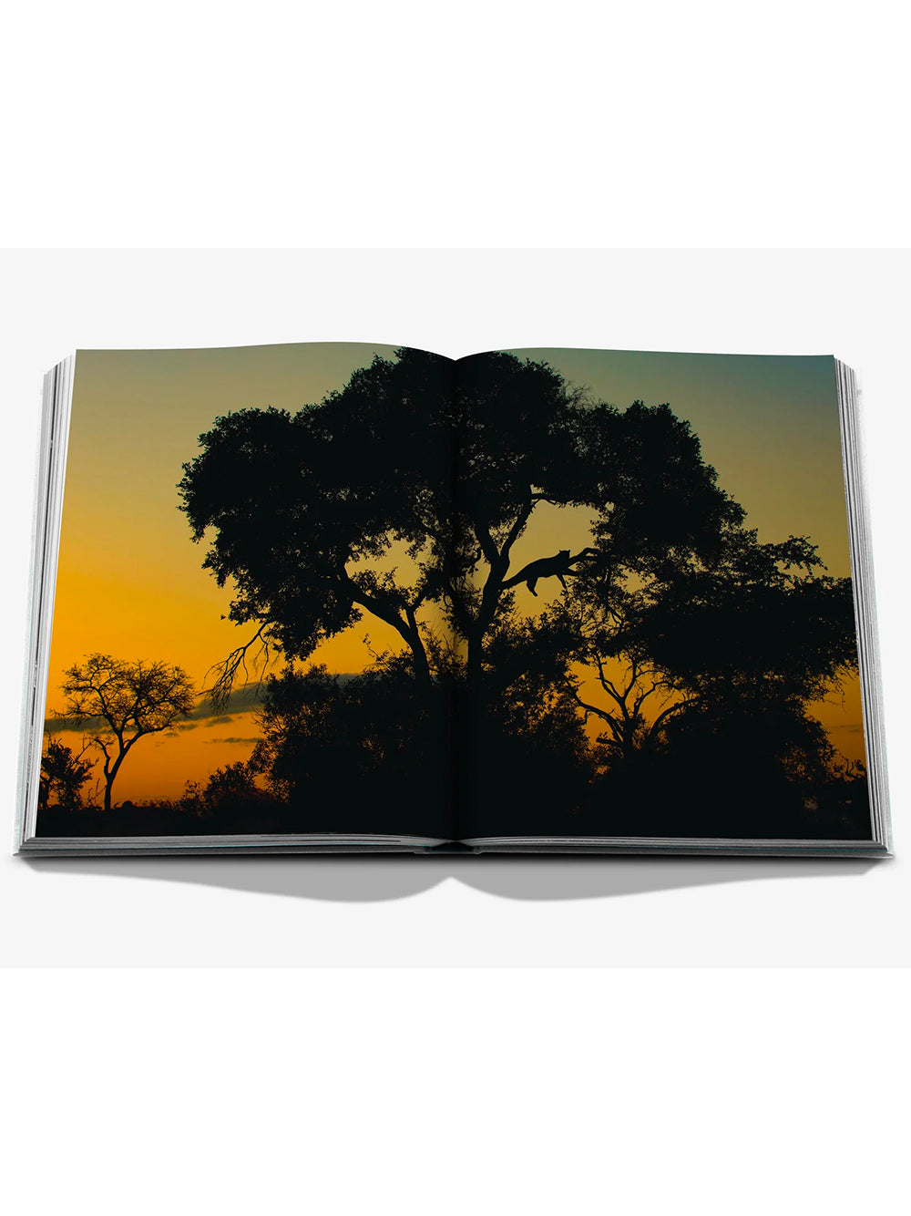 ASSOULINE-LONDOLOZI: THE SAFARI THAT CHANGED EVERYTHING-9781649806000 THE HOSPITALITY COLLECTION