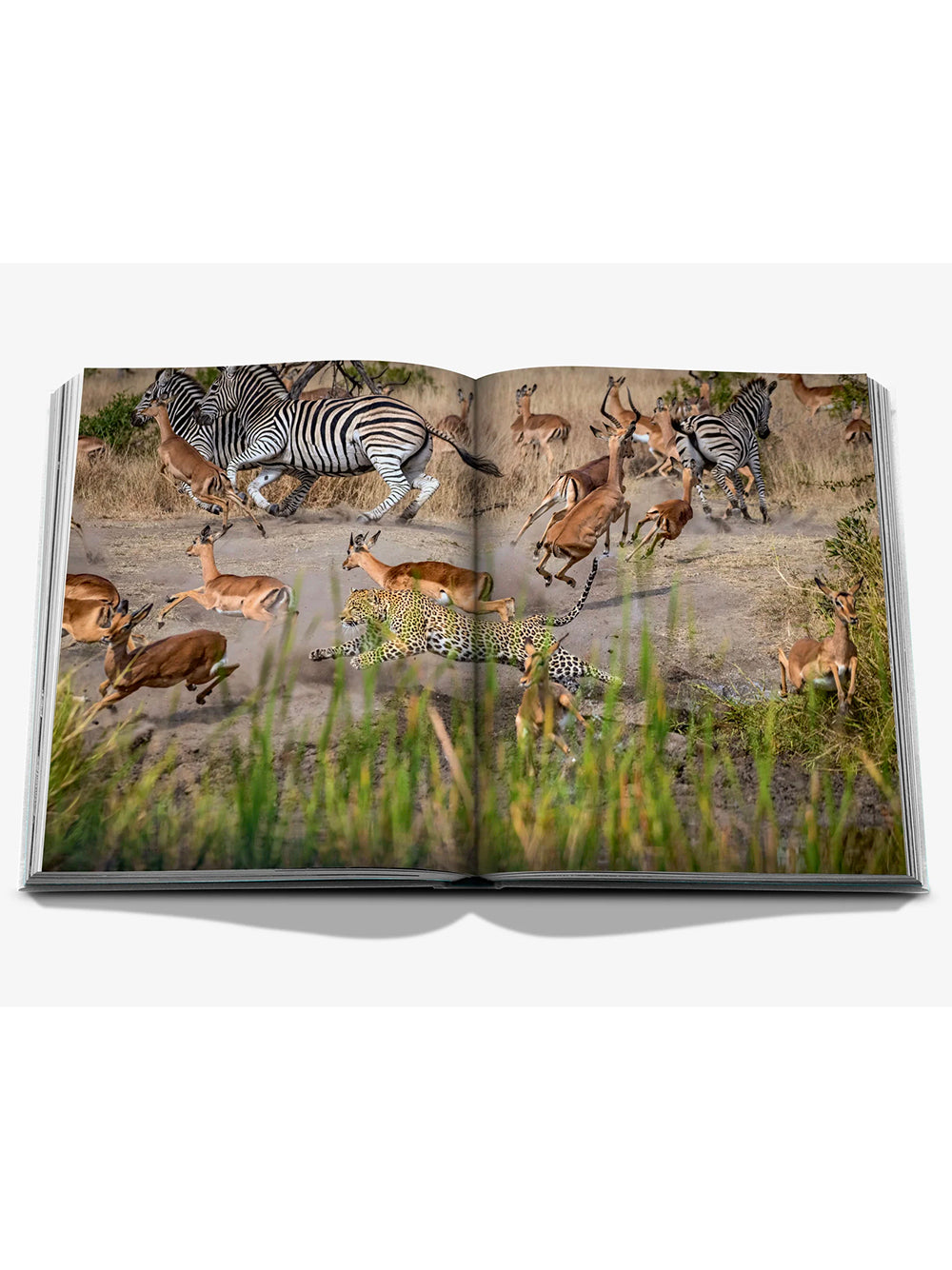 ASSOULINE-LONDOLOZI: THE SAFARI THAT CHANGED EVERYTHING-9781649806000 THE HOSPITALITY COLLECTION